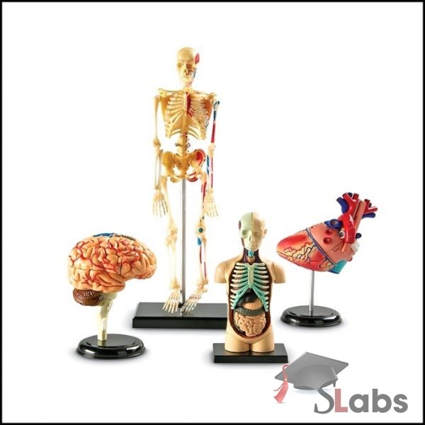 ANATOMY MODELS