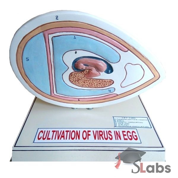 Cultivation Of Virus In Egg