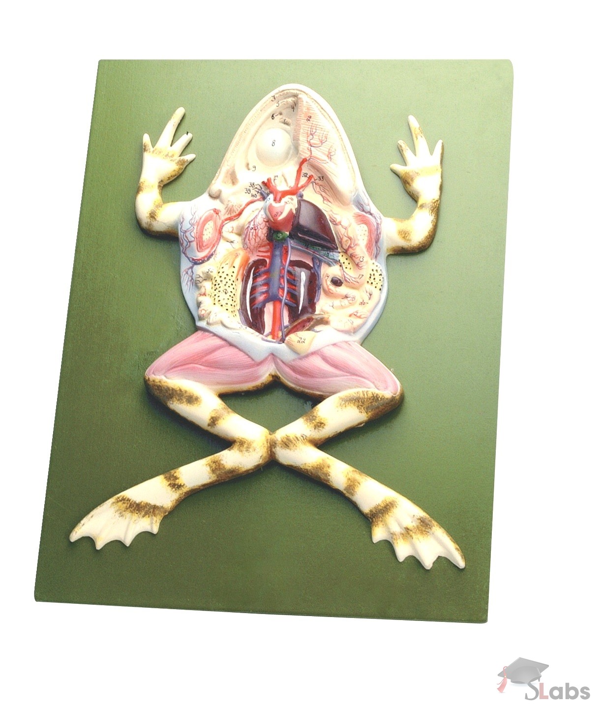 mhhe frog dissection