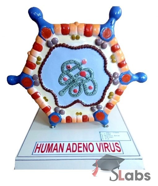 Human Adeno Virus