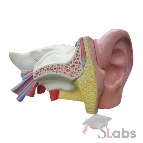 Human Ear