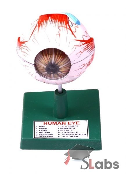Human Eye Small
