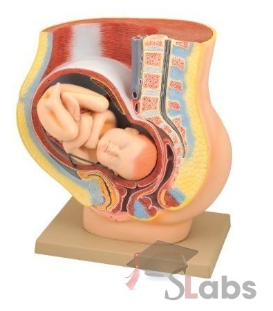 Human Pregnancy Pelvis Model With Removable Fetus