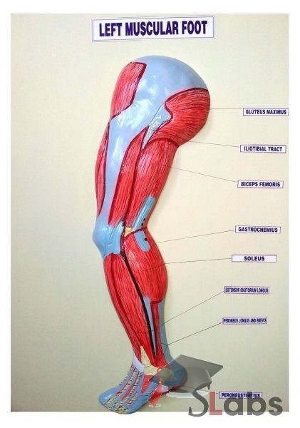 Left Muscular Foot