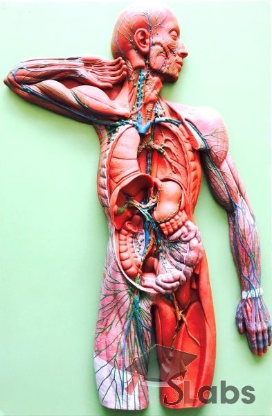 Human Lymphatic System On Board