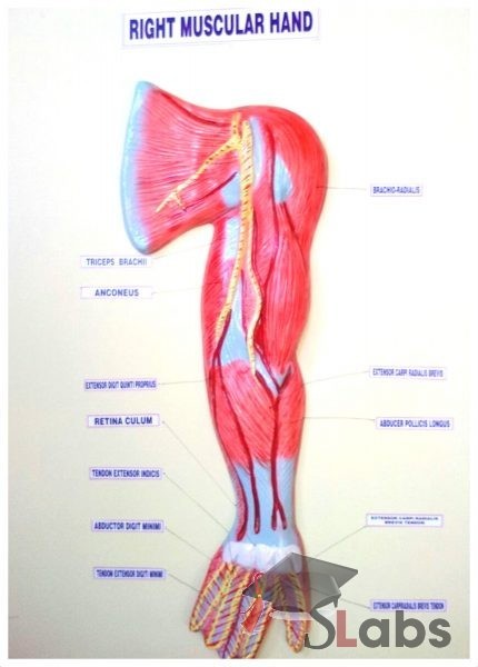 Right Muscular Hand