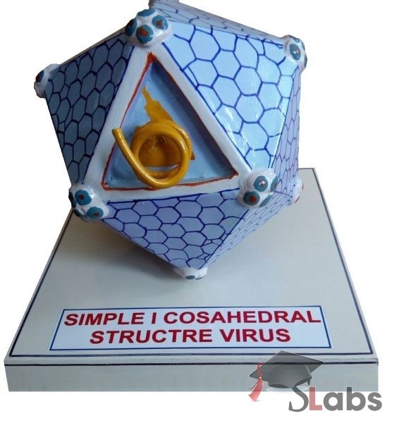 Simple ICosahedral Structure Virus