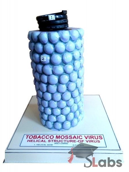 Tobacco Mossaic Virus