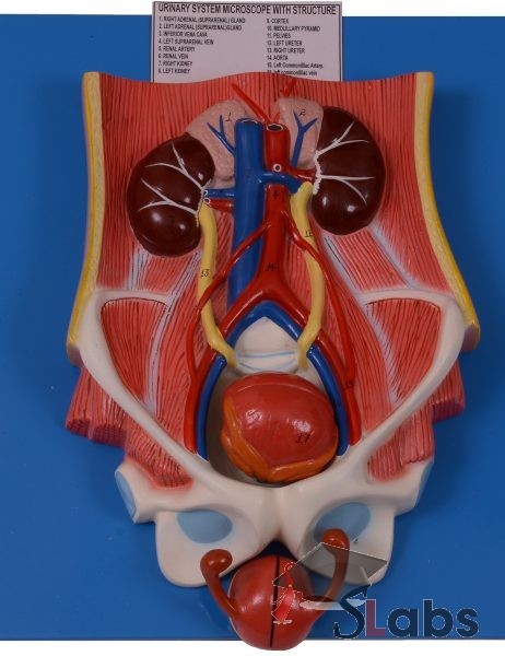 Urinary System Microscope With Structure