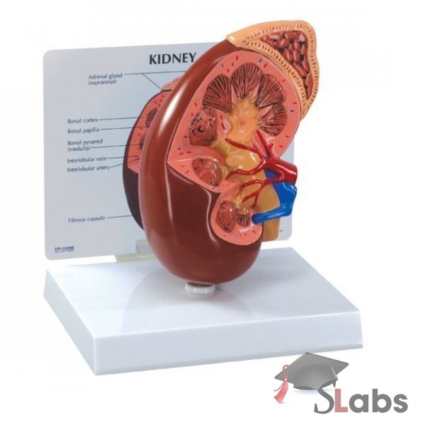 Human kidney