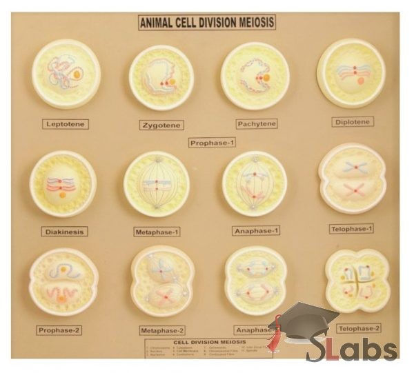 Animal Cell Division Meiosis