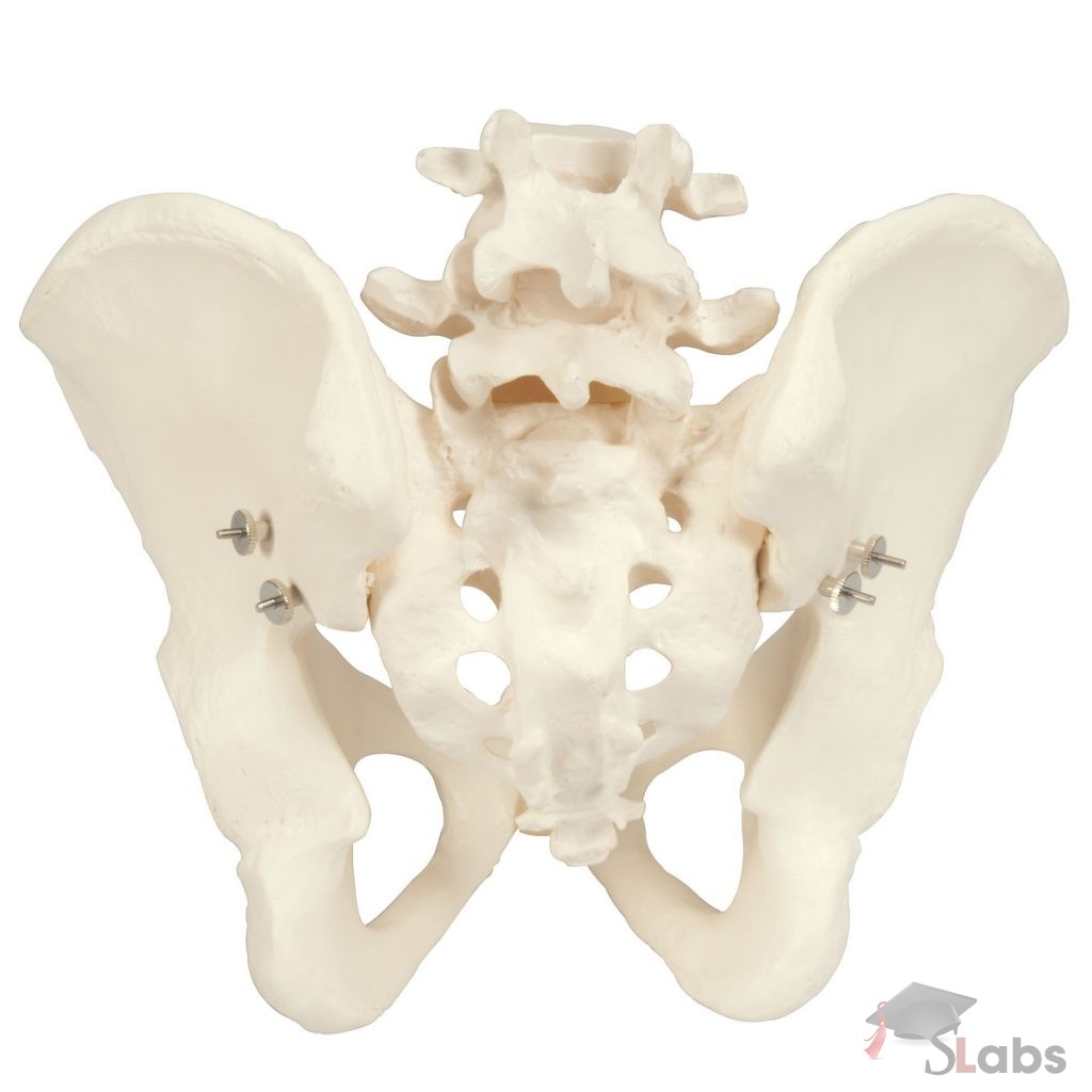 Bony Pelvis Male - Scholars Labs