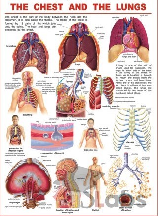 The Chest And The Lungs (Human Body)