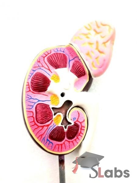 Human Kidney Section Model