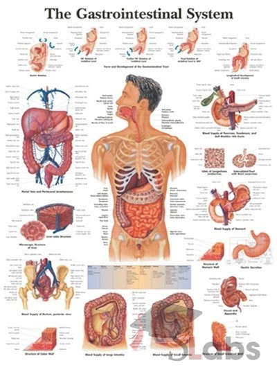 Human Gastrointestinal System