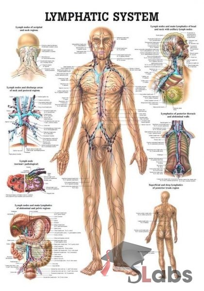 Human Lymphatic system