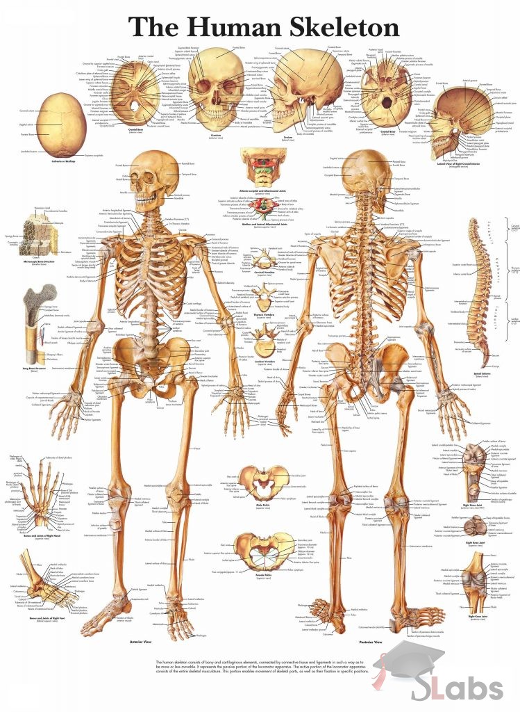 The Human Skeleton - Scholars Labs