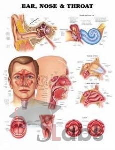 Human Ear, Nose & Throat - Scholars Labs