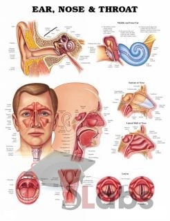 Human Ear, Nose & Throat