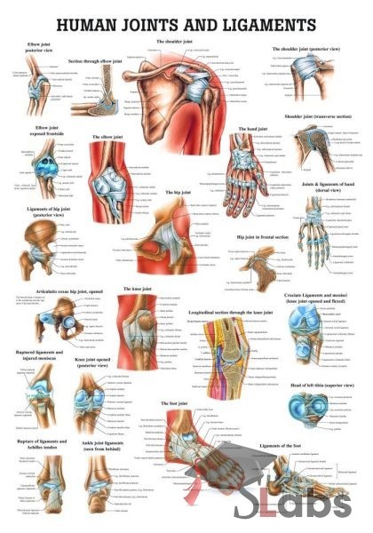 Human Joints And Ligaments
