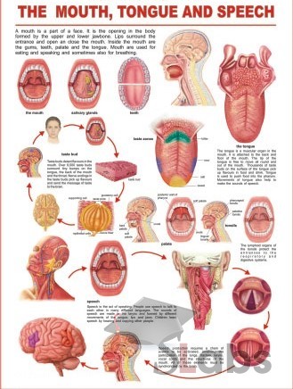 Human Mouth, Tongue & Speech