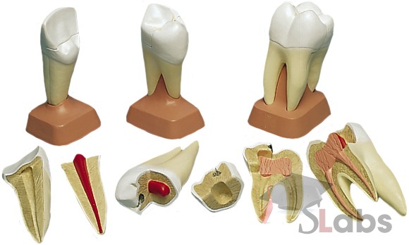 Human Teeth On Stand