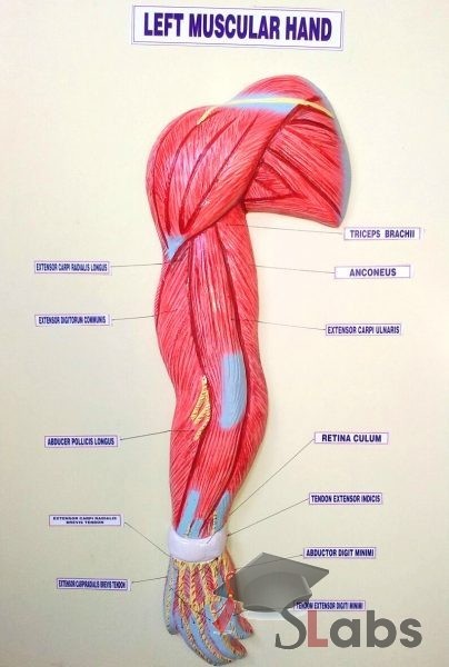 Left Muscular Hand