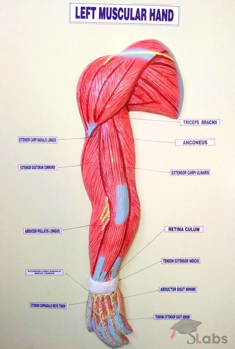 Left Muscular Hand - Scholars Labs