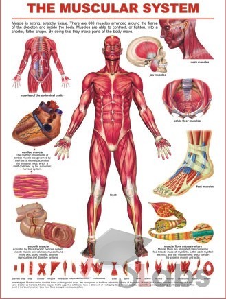Male Muscular System