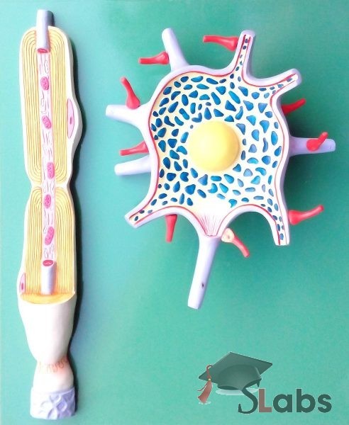 Neuron Model