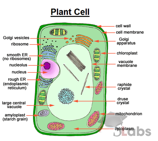 Plant Cell - Scholars Labs
