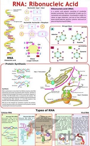 RNA