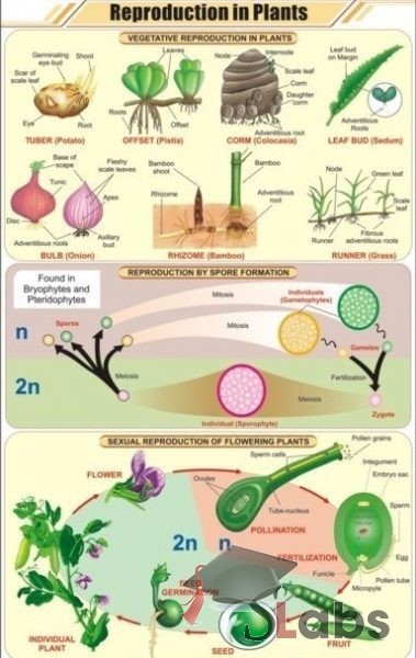 Reproduction In Plants