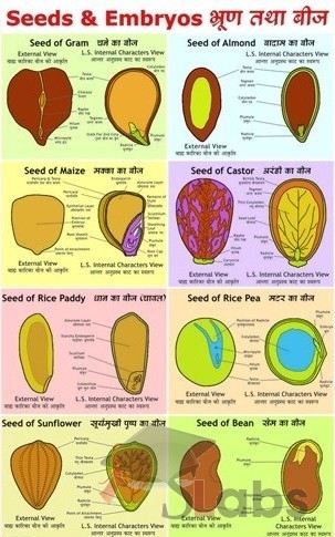 Seeds And Embryos