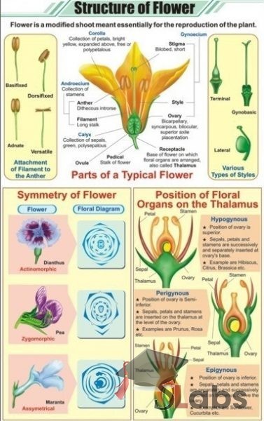 Structure Of Flower